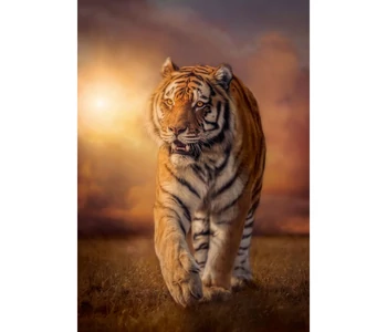 Tigris 1500 db-os puzzle - Clementoni