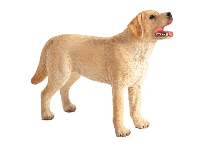 Labrador M