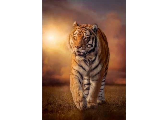 Tigris 1000 db-os puzzle - Clemetoni